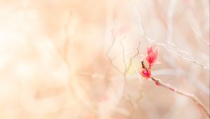 Preview wallpaper branch, leaves, pink, delicate