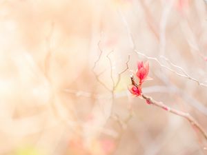 Preview wallpaper branch, leaves, pink, delicate