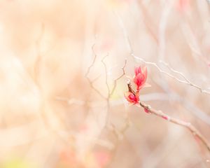 Preview wallpaper branch, leaves, pink, delicate