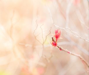 Preview wallpaper branch, leaves, pink, delicate