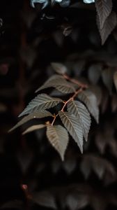 Preview wallpaper branch, leaves, plant, macro, closeup