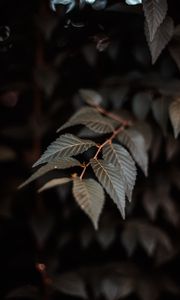 Preview wallpaper branch, leaves, plant, macro, closeup