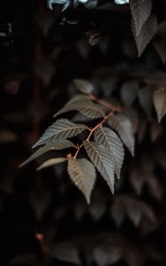 Preview wallpaper branch, leaves, plant, macro, closeup