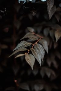 Preview wallpaper branch, leaves, plant, macro, closeup