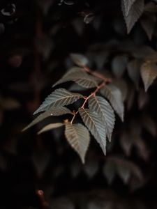Preview wallpaper branch, leaves, plant, macro, closeup