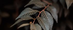 Preview wallpaper branch, leaves, plant, macro, closeup