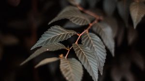 Preview wallpaper branch, leaves, plant, macro, closeup