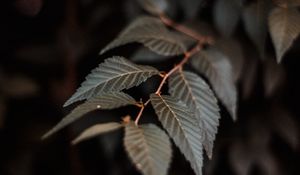 Preview wallpaper branch, leaves, plant, macro, closeup