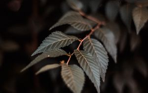 Preview wallpaper branch, leaves, plant, macro, closeup