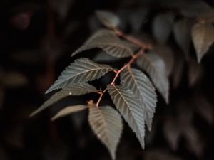 Preview wallpaper branch, leaves, plant, macro, closeup