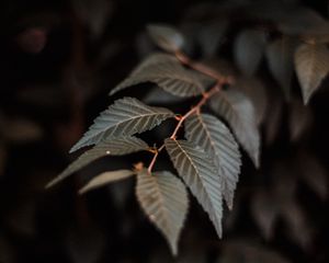Preview wallpaper branch, leaves, plant, macro, closeup