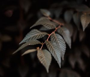 Preview wallpaper branch, leaves, plant, macro, closeup