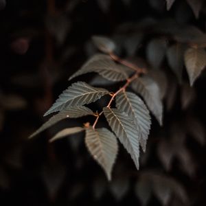 Preview wallpaper branch, leaves, plant, macro, closeup