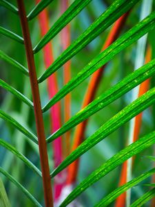 Preview wallpaper branch, leaves, plant, green, tropical