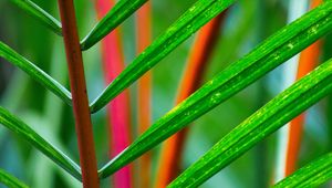 Preview wallpaper branch, leaves, plant, green, tropical