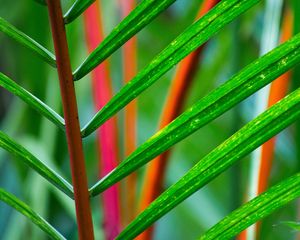 Preview wallpaper branch, leaves, plant, green, tropical