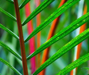 Preview wallpaper branch, leaves, plant, green, tropical