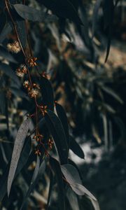 Preview wallpaper branch, leaves, plant, flowering