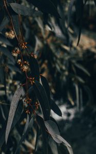Preview wallpaper branch, leaves, plant, flowering