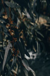 Preview wallpaper branch, leaves, plant, flowering