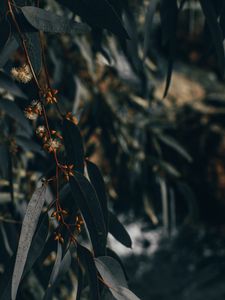 Preview wallpaper branch, leaves, plant, flowering