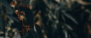Preview wallpaper branch, leaves, plant, flowering