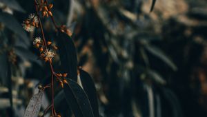 Preview wallpaper branch, leaves, plant, flowering