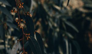 Preview wallpaper branch, leaves, plant, flowering