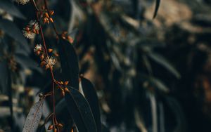 Preview wallpaper branch, leaves, plant, flowering