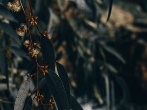 Preview wallpaper branch, leaves, plant, flowering