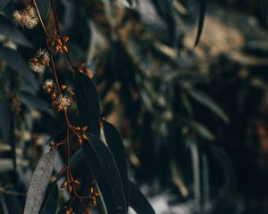Preview wallpaper branch, leaves, plant, flowering
