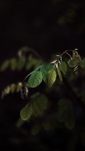 Preview wallpaper branch, leaves, plant, dark