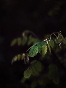 Preview wallpaper branch, leaves, plant, dark