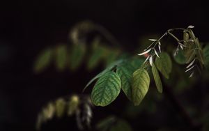Preview wallpaper branch, leaves, plant, dark