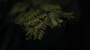 Preview wallpaper branch, leaves, plant, macro, green