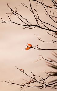 Preview wallpaper branch, leaves, plant