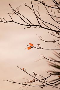 Preview wallpaper branch, leaves, plant