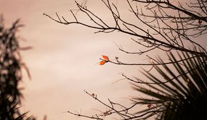 Preview wallpaper branch, leaves, plant