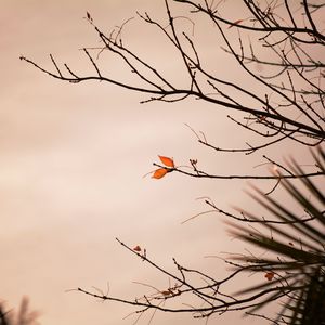 Preview wallpaper branch, leaves, plant