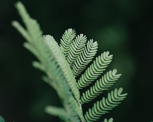 Preview wallpaper branch, leaves, plant, green