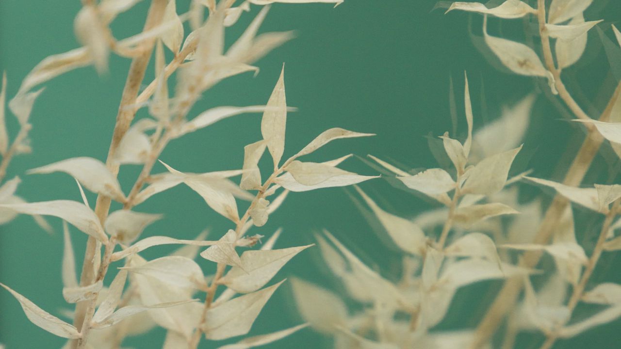 Wallpaper branch, leaves, plant, macro