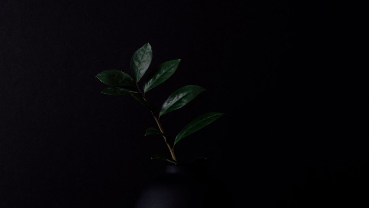 Wallpaper branch, leaves, plant, darkness