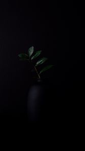 Preview wallpaper branch, leaves, plant, darkness