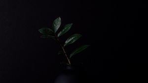 Preview wallpaper branch, leaves, plant, darkness