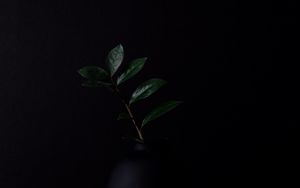 Preview wallpaper branch, leaves, plant, darkness