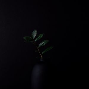 Preview wallpaper branch, leaves, plant, darkness