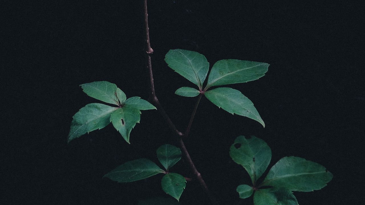 Wallpaper branch, leaves, plant, green, dark