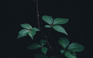 Preview wallpaper branch, leaves, plant, green, dark