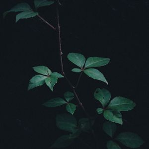 Preview wallpaper branch, leaves, plant, green, dark