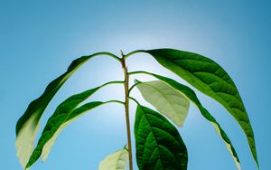 Preview wallpaper branch, leaves, plant, macro, light